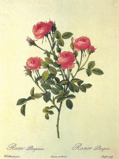 手绘玫瑰花花束插画 手绘玫瑰花花束插画