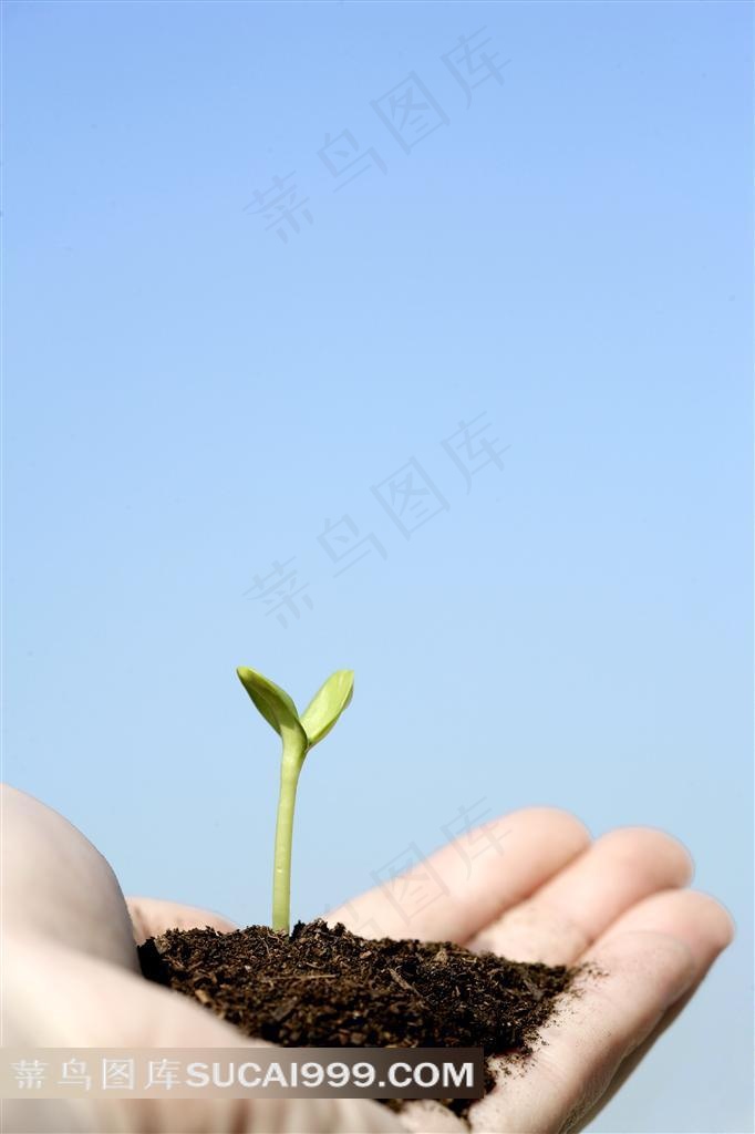 捧着嫩芽的手春季素材
