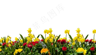 花, 自然, 植物, 花园, 春天