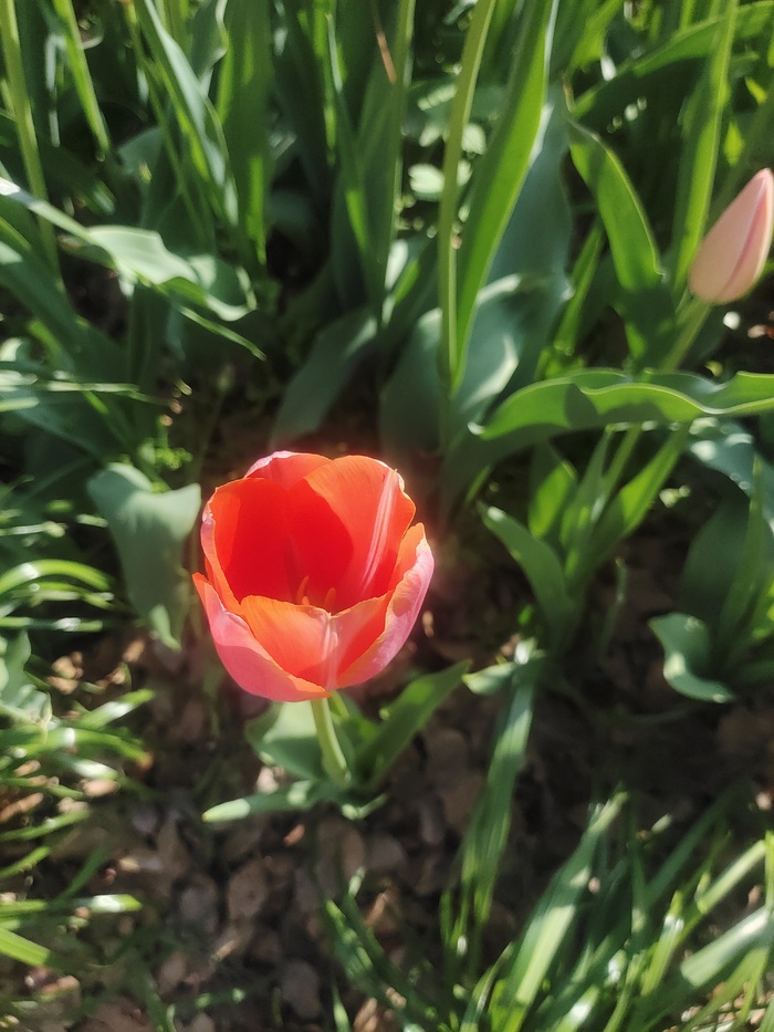 “赏花季”