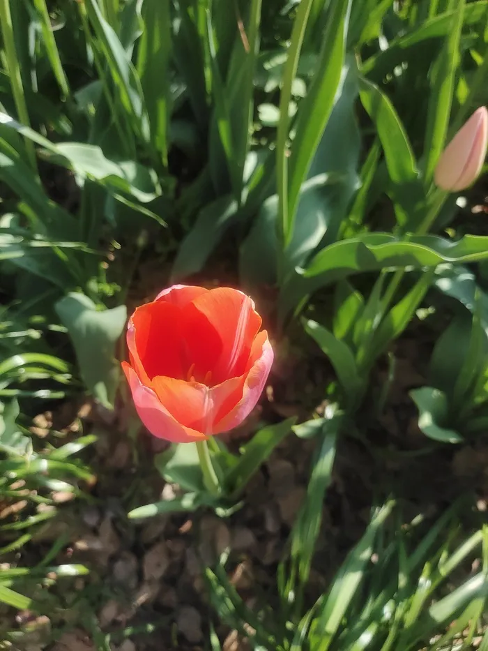 “赏花季”
