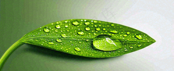 夏天绿叶露水露珠萌芽清新，雨水白露谷雨摄影图(1712x704)