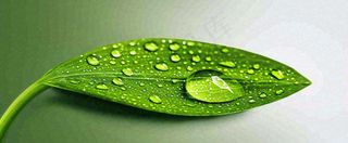 夏天绿叶露水露珠萌芽清新，雨水白露谷雨摄影图