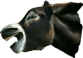 黑色驴头动物