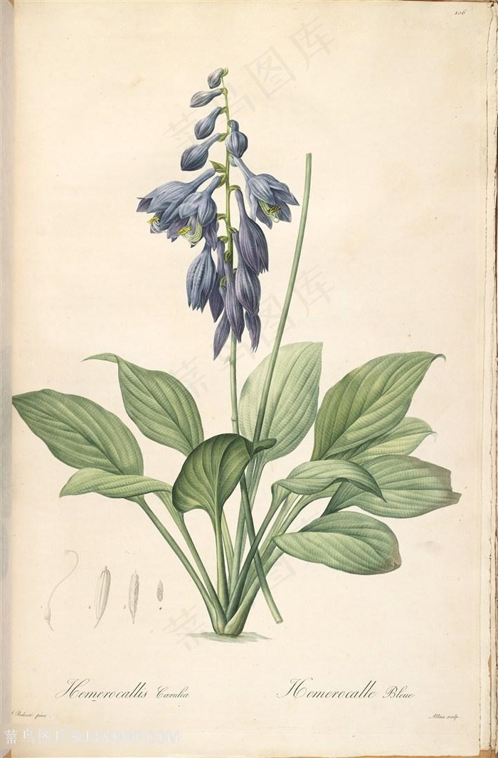 雷杜德原版高清紫色花卉唯美插画