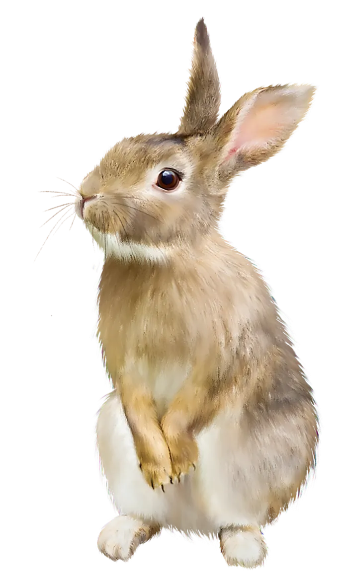 兔子绘画兔年