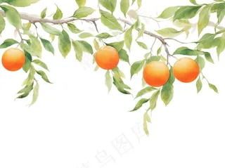 秋 柿子树水彩画插画免抠