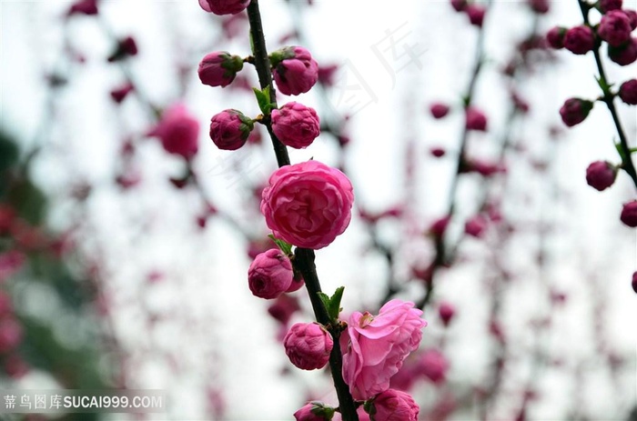 高清唯美梅花鲜花图片