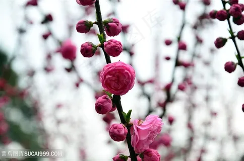 高清唯美梅花鲜花图片