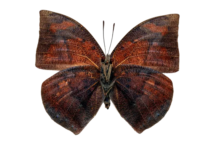 蝴蝶 彩蝶 花蝴蝶 动物 昆虫 免抠