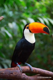 大嘴鸟摄影图片