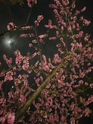 夜下赏花与月