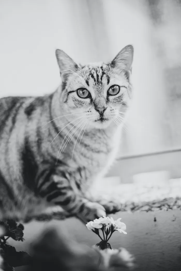 可爱猫咪猫猫摄影素材