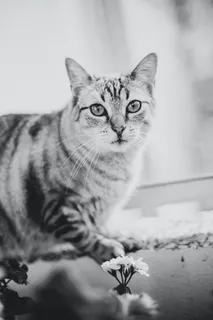 可爱猫咪猫猫摄影素材 可爱猫咪猫猫摄影素材