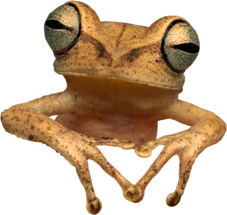 变色龙素材动物