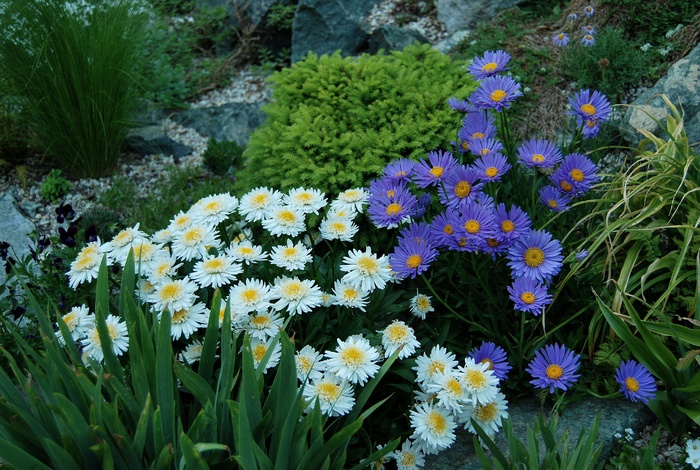 漂亮野生翠菊图片