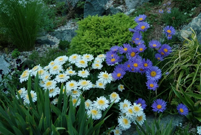 漂亮野生翠菊图片