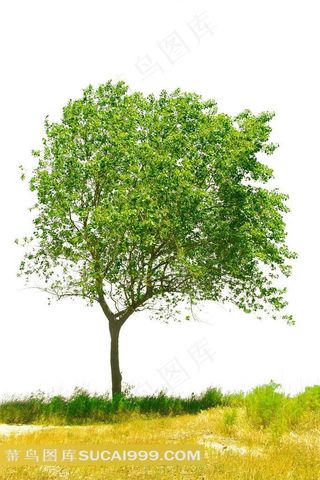 绿色的小树特写