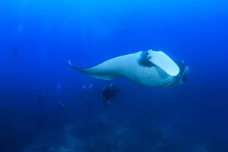 可爱的深海动物