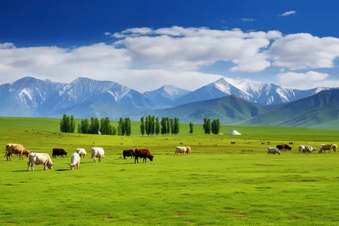 高原雪山的草原的牛羊摄影图