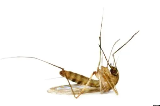 蚊子 PNG免抠(1536x1024)