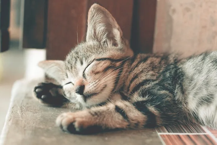 可爱猫咪猫猫摄影素材
