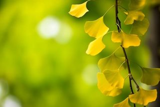 简约唯美银杏叶黄绿色背景