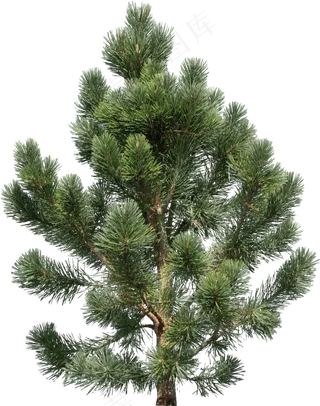 圣诞树免扣png  
