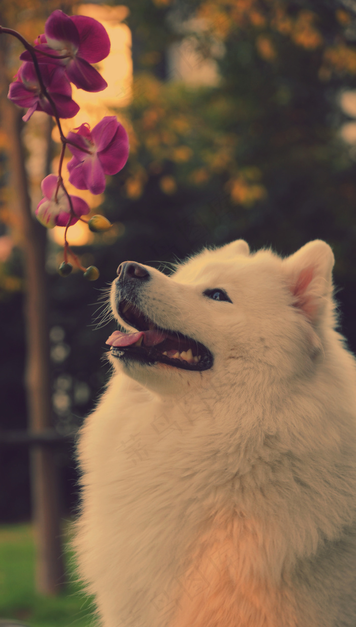 可爱萨摩耶图片下载