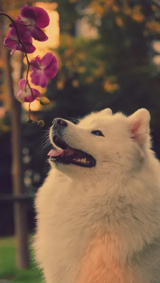 可爱萨摩耶图片下载