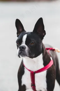 纯种波士顿梗犬图片 纯种波士顿梗犬图片
