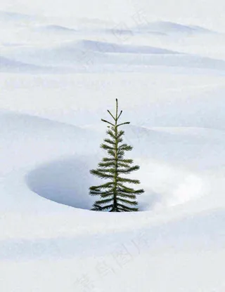 冬天意境简约松树雪地，立冬冬至小雪大雪小寒大寒