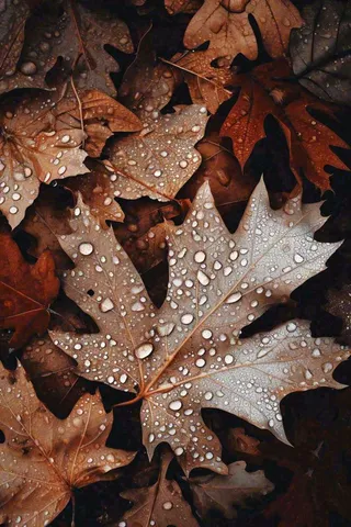 秋天雨天秋叶满地落叶，立秋秋分故事感