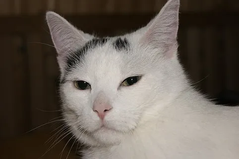 可爱猫咪 动物 素材 奶萌 (217) 可爱猫咪 动物 素材 奶萌 (217)