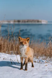 唯美高清雪地上的狐狸赤狐野生动物图片
