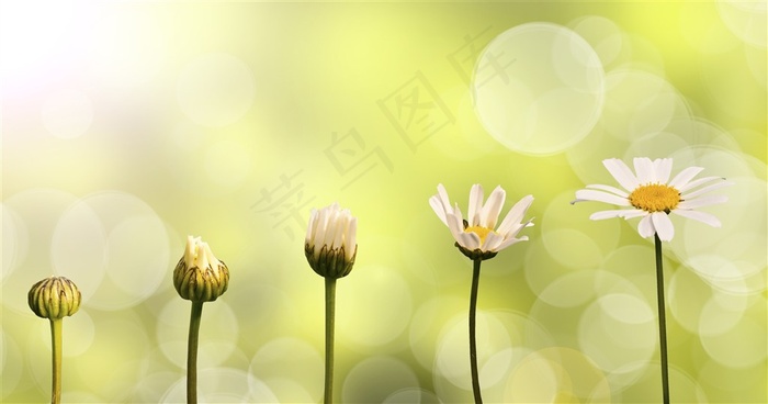 鲜花开放过程与梦幻光斑等高清图片