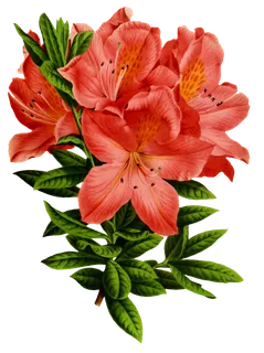 复古手绘植物花卉玫瑰花PNG免扣图案高清图片PS设计素材图