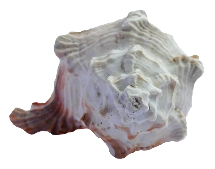 海鲜海螺贝壳
