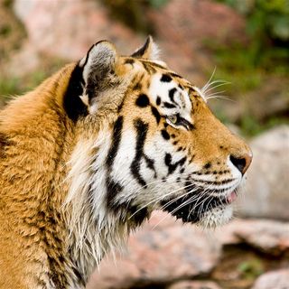 刚刚饮完水的一只老虎摄影高清图片