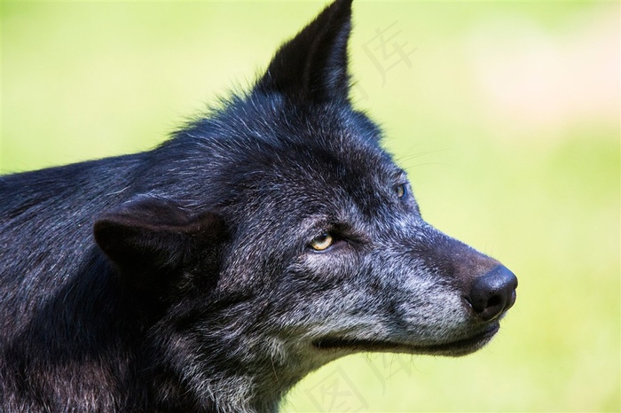 邪恶的黑狼图片