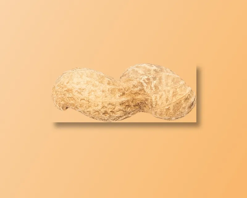 双粒花生坚果免扣