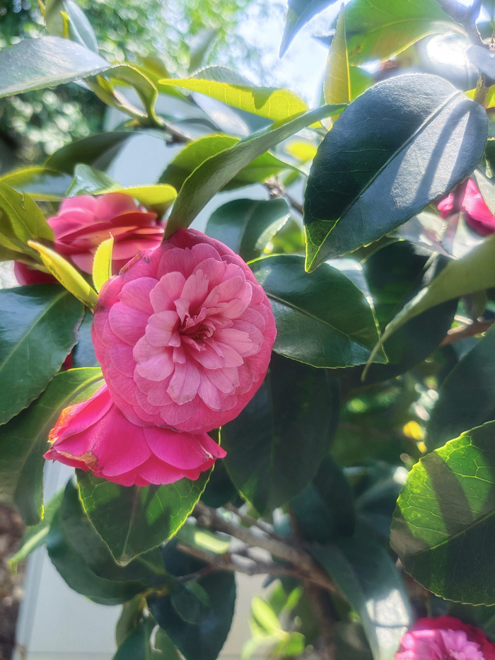 红色茶花花朵