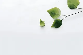 白底绿叶简约清新背景