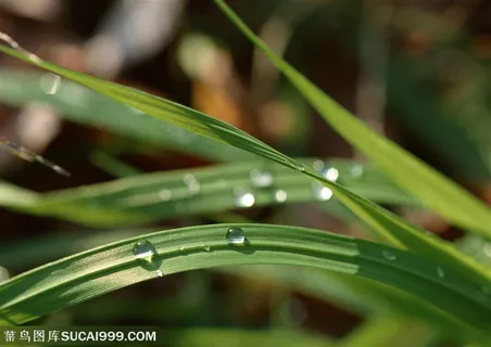 树木树叶-树林里的草叶子上挂着露水 树木树叶-树林里的草叶子上挂着露水