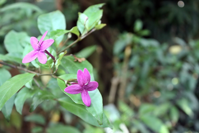 野生紫色鲜花图片