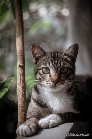 可爱户外的小猫咪图片