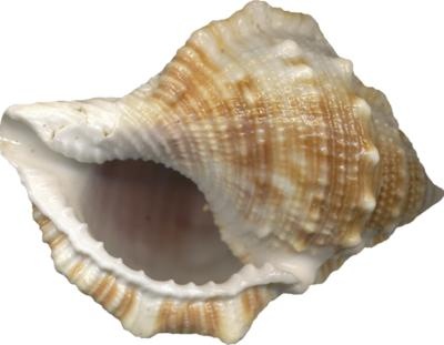 海螺 PNG免抠(400x311)