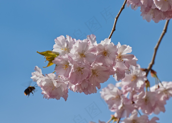 淡粉色樱花花朵图片