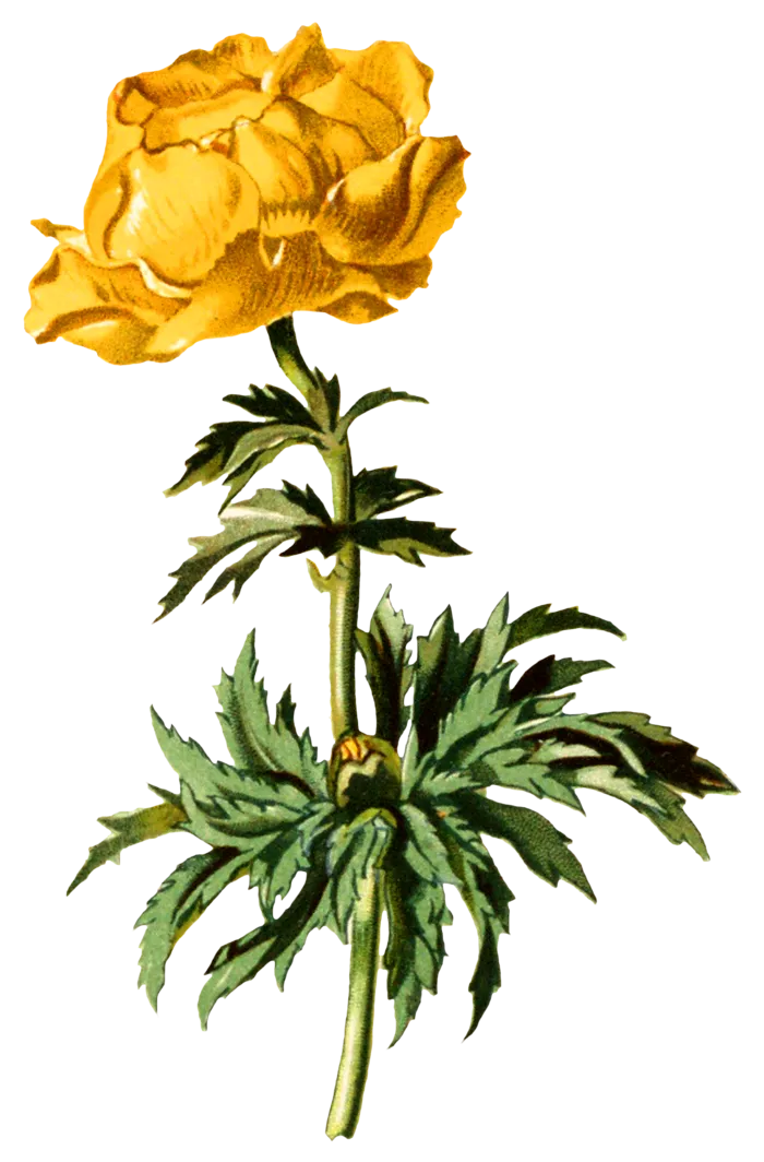 复古手绘植物花卉玫瑰花PNG免扣图案高清图片PS设计素材图