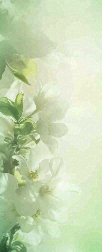 白色清新花朵朦胧唯美意境，鲜花摄影图(704x1728)